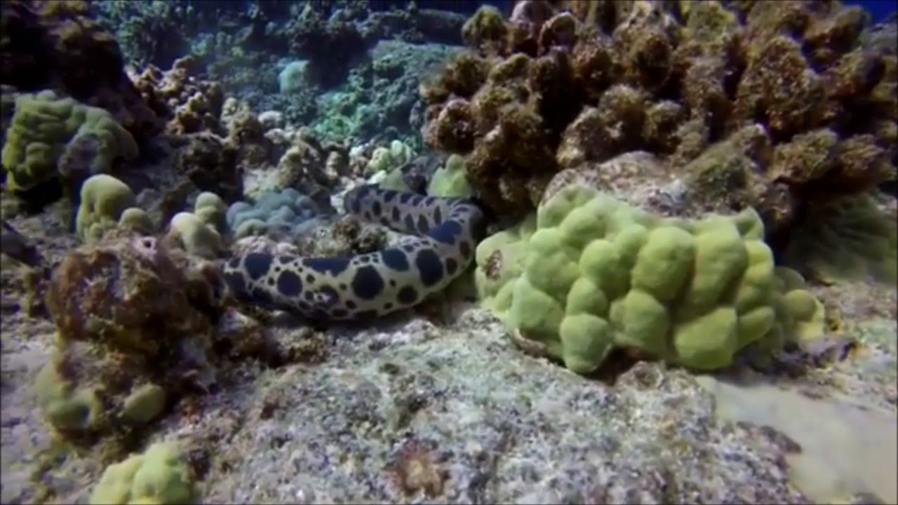 Shark Deterrent - Tiger Snake Moray Eel Mimicry