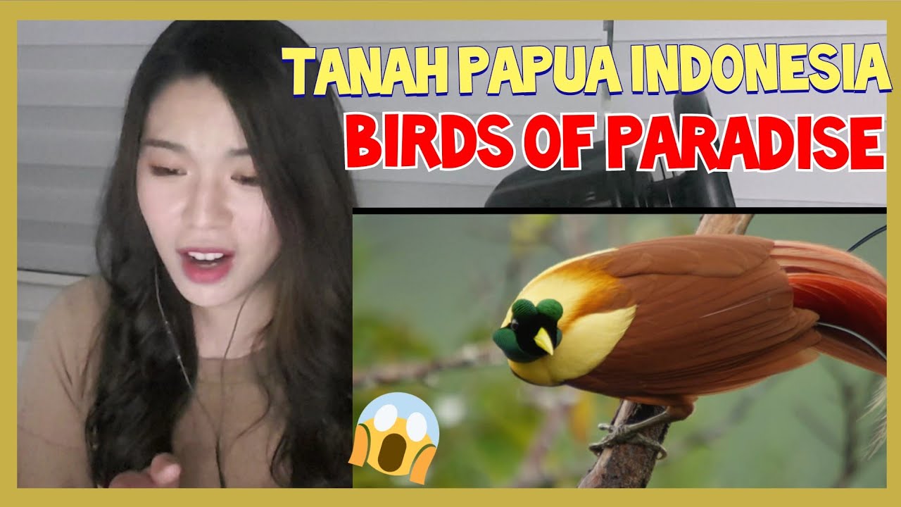 AMAZING! TANAH PAPUA INDONESIA | BIRDS OF PARADISE | I can't believe my eyes| #BirdsParadise