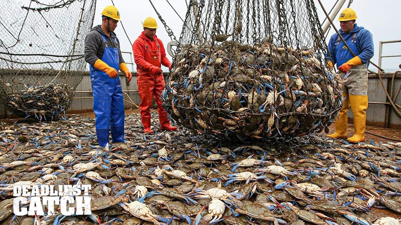 How Harvesting 20,000 Blue Crabs in One Week Can Earn $600,000 | Deep Sea Fishing