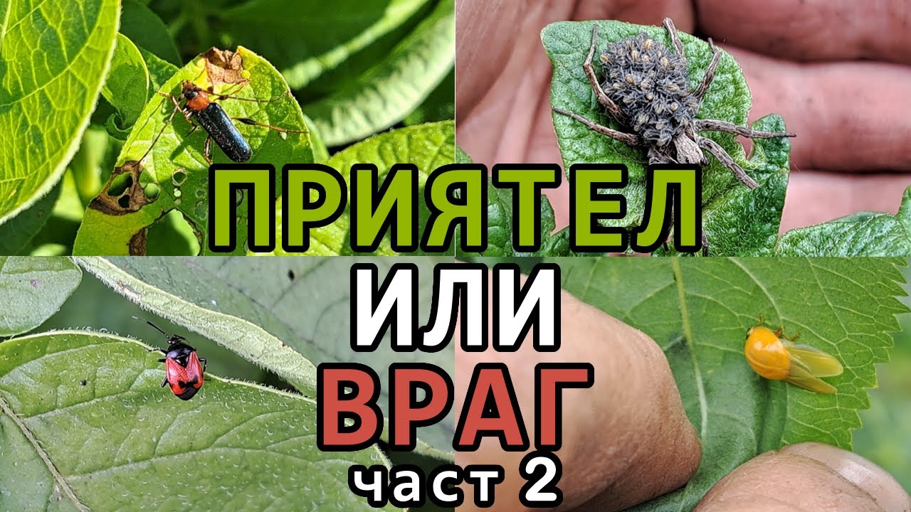 Полезни и вредни НАСЕКОМИ в зеленчуковата градина - част 2