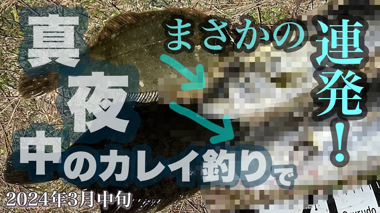 ちょい投げ1時間の釣果！カレイ狙いが意外な展開に！［横浜南部］