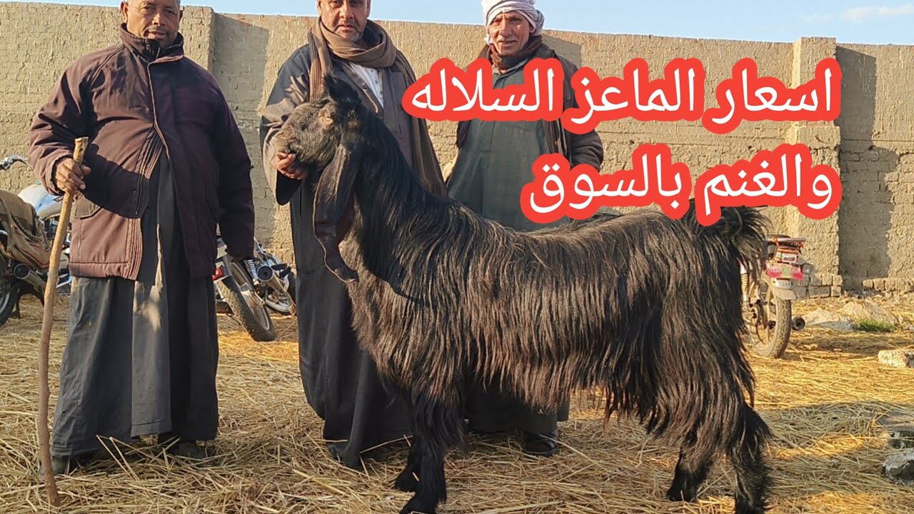 لا لأ مش ممكن اسعار الغنم والماعز السلاله بعد طول انتظار باكبر اسواق الجمهوريه وظهور اجمل السلالات 😱