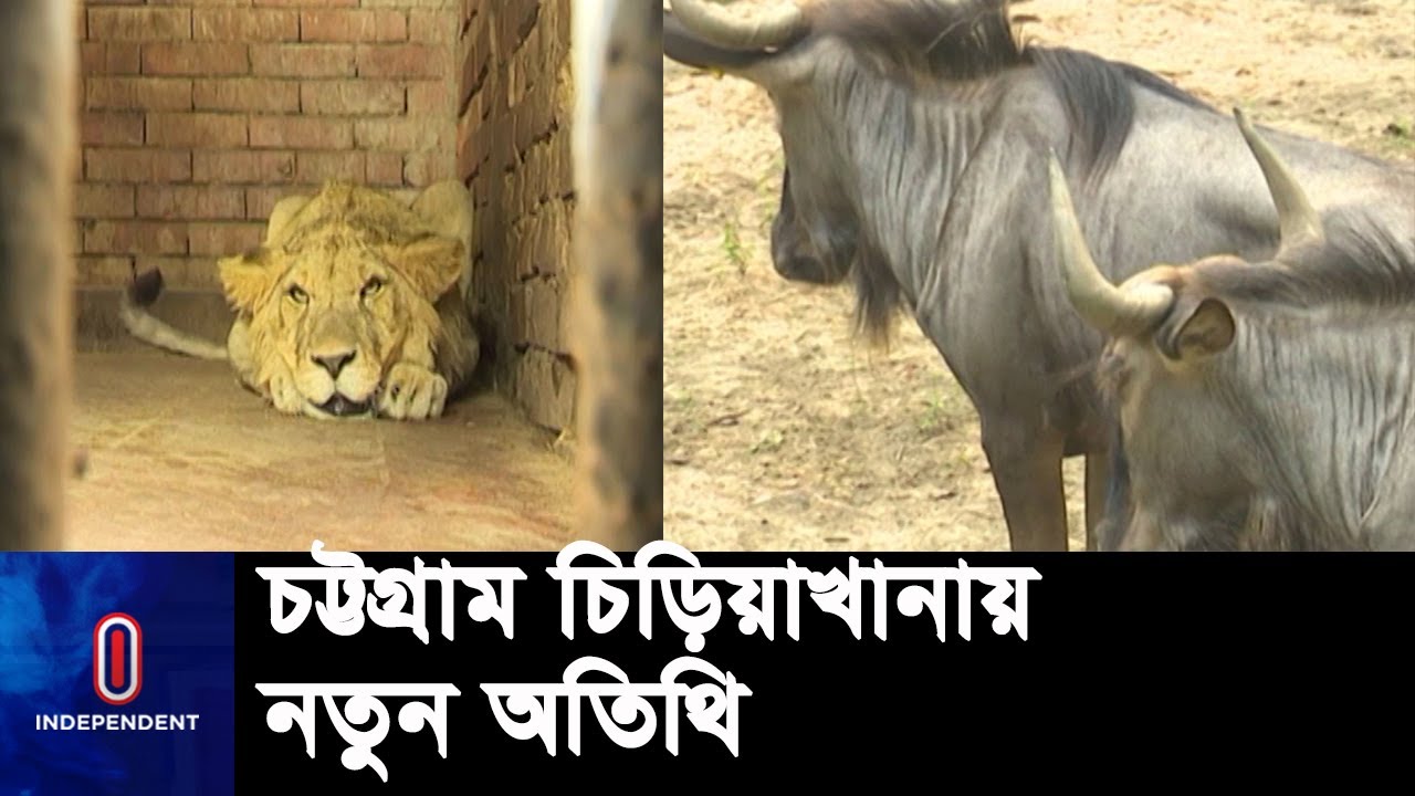 চট্টগ্রাম চিড়িয়াখানায় যুক্ত হয়েছে একজোড়া সিংহ ও ৮টি ওয়াইল্ড বিস্ট || Chattogram Zoo