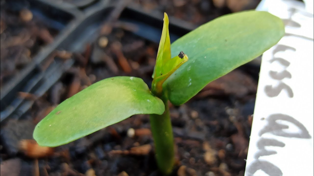 Erstes Blattpaar // Plumeria 🌸🌸 Frangipani // 29.08.2022 🌸🌸 // Gartenschlau.com