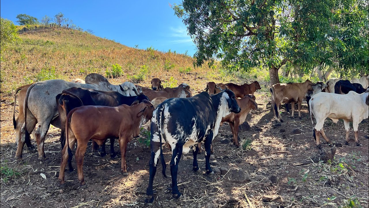 😱🐄Juntamos a la estrella con las demás vacas miren como le fue a la fortuna 😱🐄