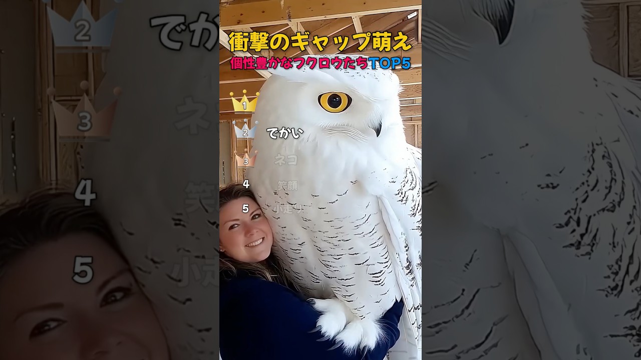 個性豊かなフクロウたちTOP5 #shorts