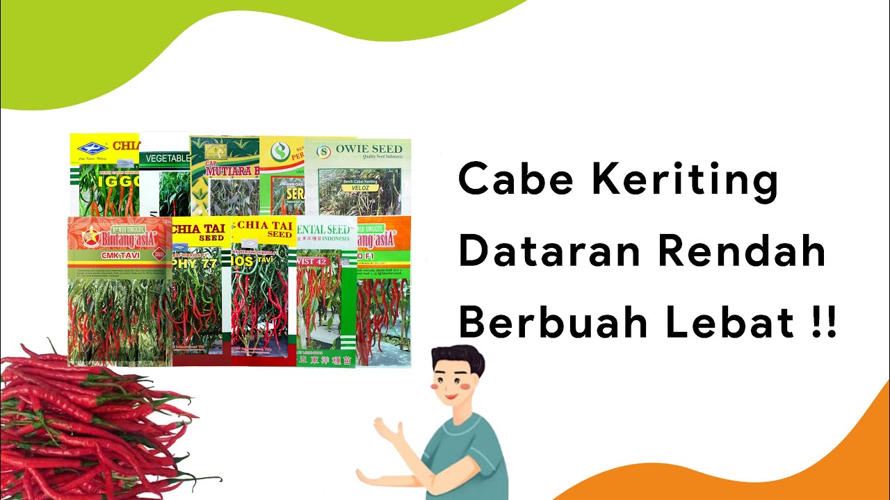 10 Benih Cabe Keriting Dataran Rendah, Terbaik Musim Kemarau | Sios Tavi, Or 42