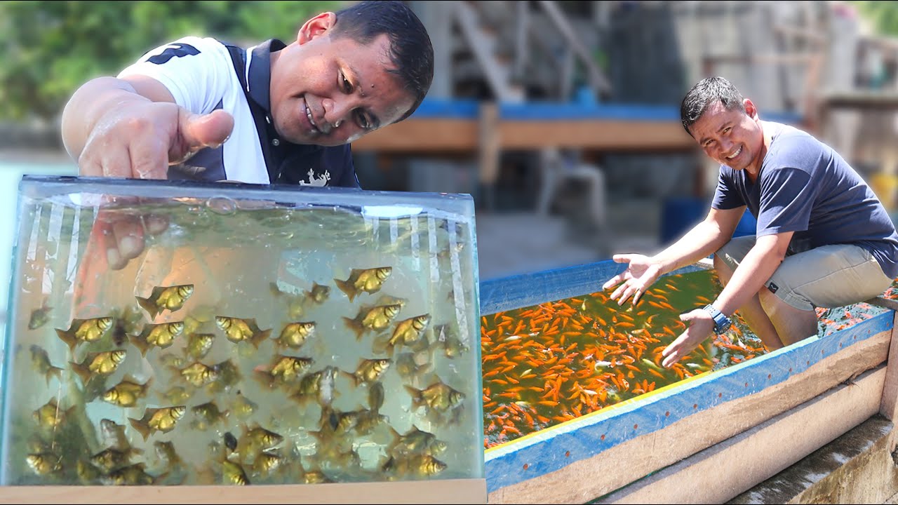 Producing thousands of fish!! Everyone can do this and start Raising and Breeding Goldfish at home