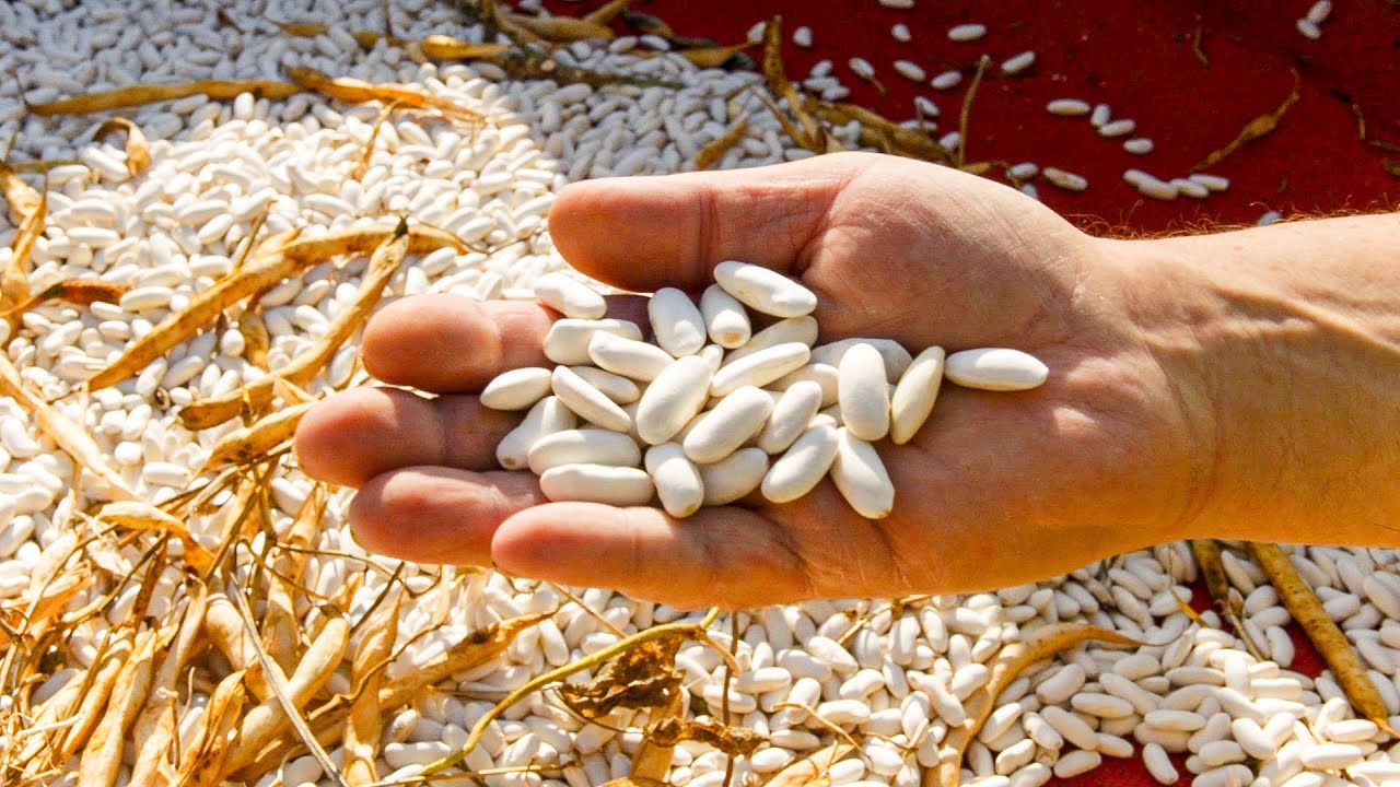 Brindisa Celebrates: Harvesting Legumes