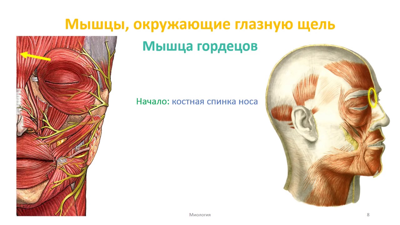 Мышцы головы  мимические, жевательные