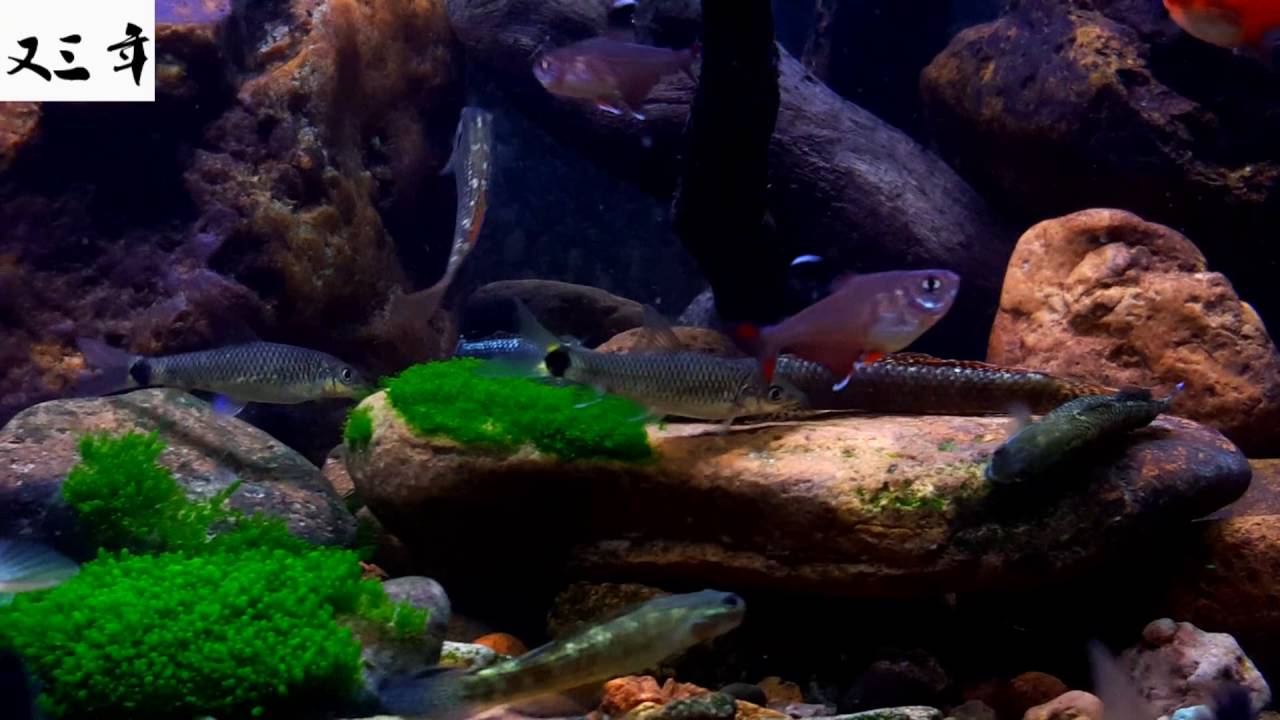 my hillstream goby tank