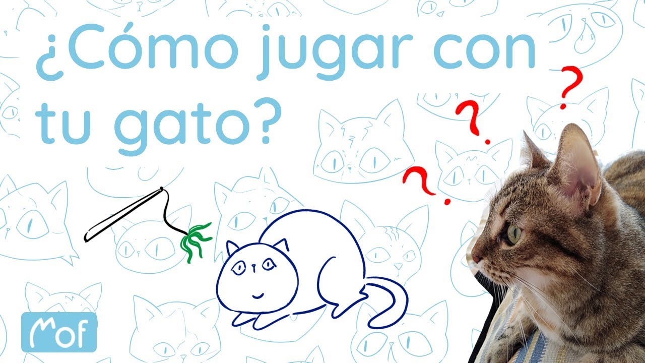 ¿Cómo jugar con tu gato? | Mof