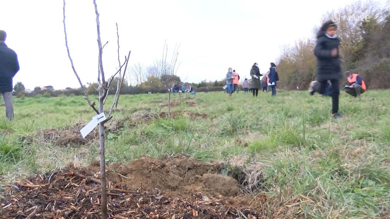 Environnement : sensibilisation des enfants aux arbres