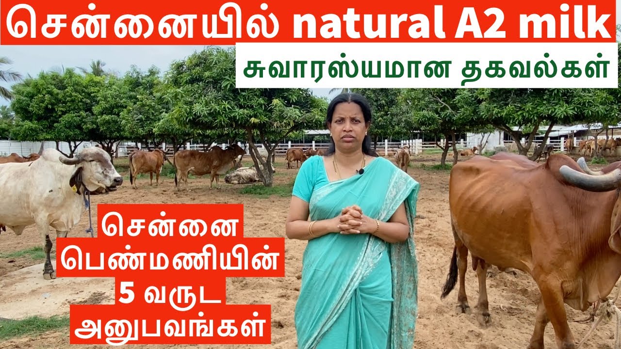 Successful natural dairy farm through better marketing and door delivery in Chennai | A2 Milk