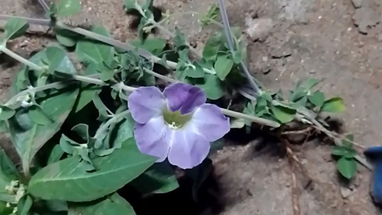குறி சொன்ன சாமியார் மித்ரா மிரண்டு போனார் 14 பிப்