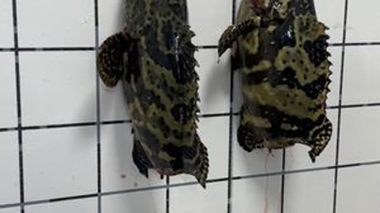 老虎斑靓粒有点挑战性 #斑鱼片切法 #老虎斑