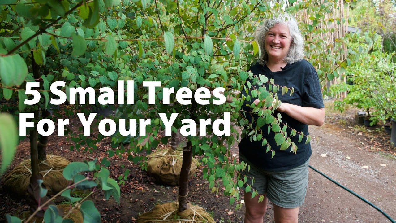 Small Trees For Your Yard That Provide Shade