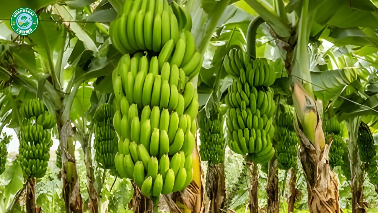 Biggest Banana Farming In India | Banana Agribusiness How It Works in India
