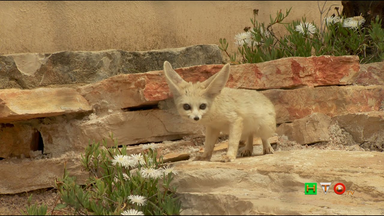 Al Bioparco di Roma i Fennec, le Volpi più piccole del Mondo - Intervista al Dott. Federico Coccia