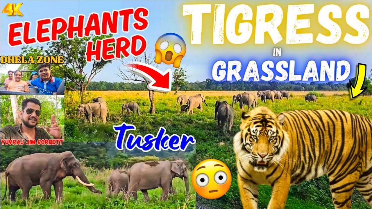 Tiger Sighting In Grassland 😳 & Elephant Big Herd With Tusker In Dhela Zone Safari. Guest Enjoyed 😍