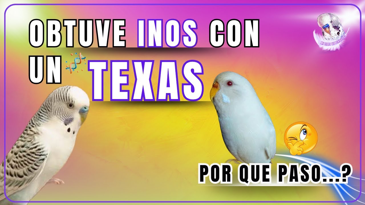 ¿Por qué nacen INOS al criar TEXAS? 🧬 Explicado paso a paso con ejemplos reales 🐦