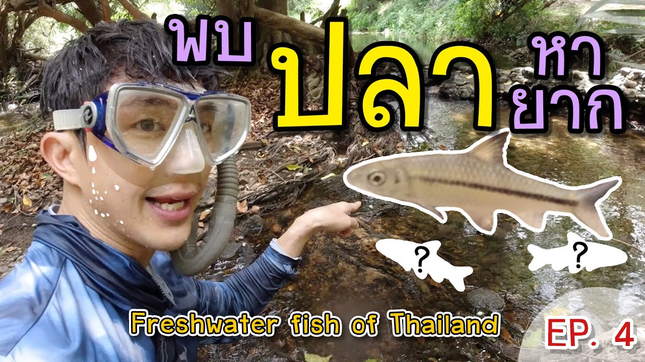 ดูปลากับพาทิศ EP. 4 สำรวจปลา ลำภาชี จ.ราชบุรี Freshwater fish of Thailand