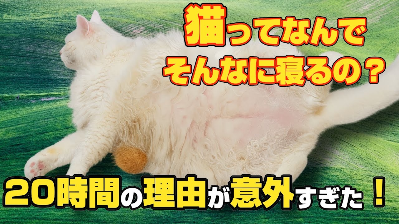 猫って…1日20時間も寝るって本当！？🐾 Do Cats Really Sleep 20 Hours a Day!?