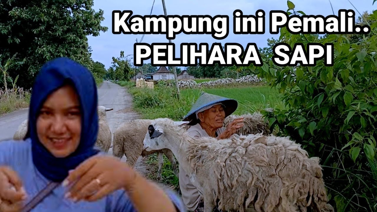 LUCU ASYIK_Pemali Pelihara Sapi di Kampung hutan Jalur Waduk Embung Sonorejo Bojonegoro barat.