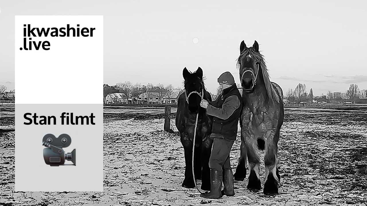 Belgische trekpaarden Gloria en Oda hebben honger - Stan filmt 't Hof te Moerzeke 03