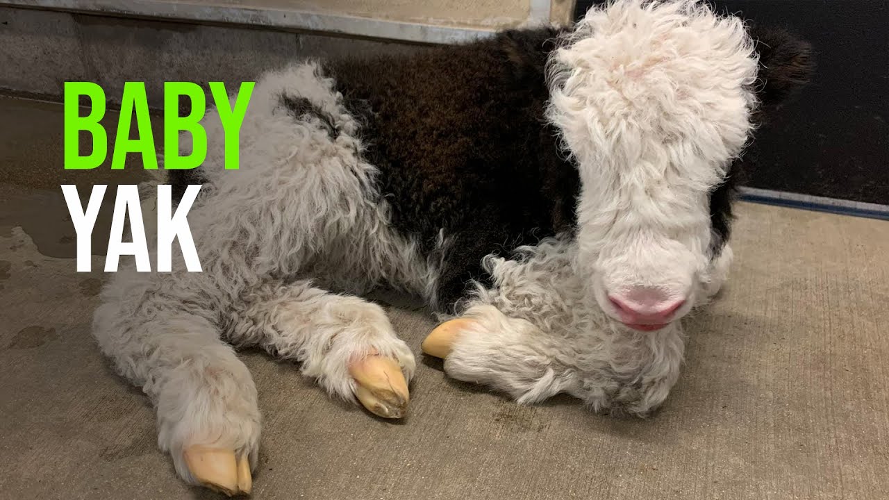Baby Yak Born at Bramble Park Zoo!