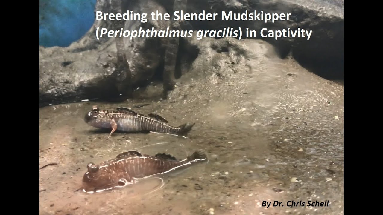 Breeding Mudskippers in Captivity
