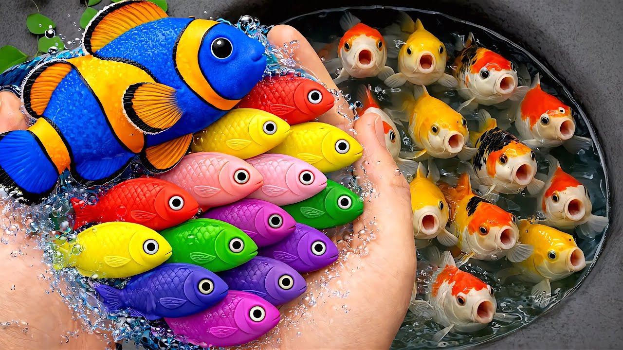 Serok ikan warna-warni dalam kolam, ikan hias akuarium, ikan mas, ikan koi, ikan komet, kura-kura