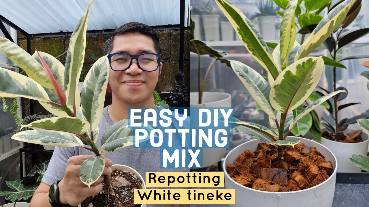 Best DIY Well-Draining Mix for Ficus elastica? Rubber Plant Repotting Tips