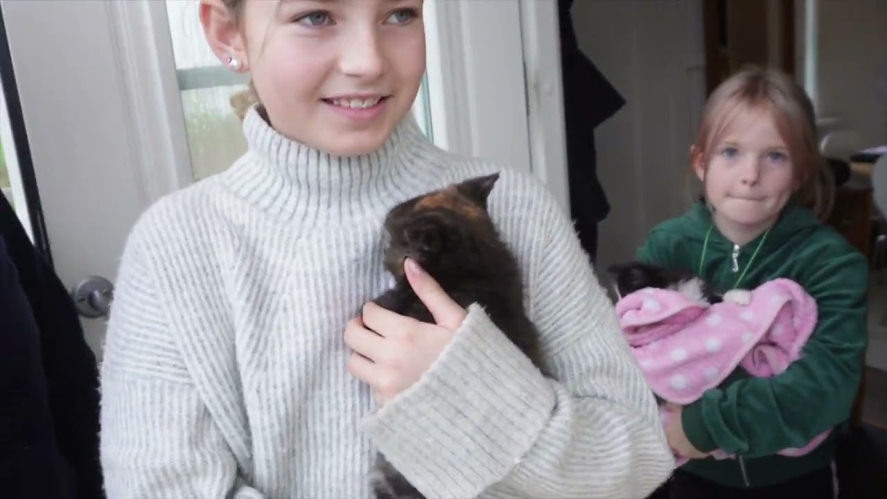 Hämtar hem våra nya katter, men vad säger hundarna? - VLOGG