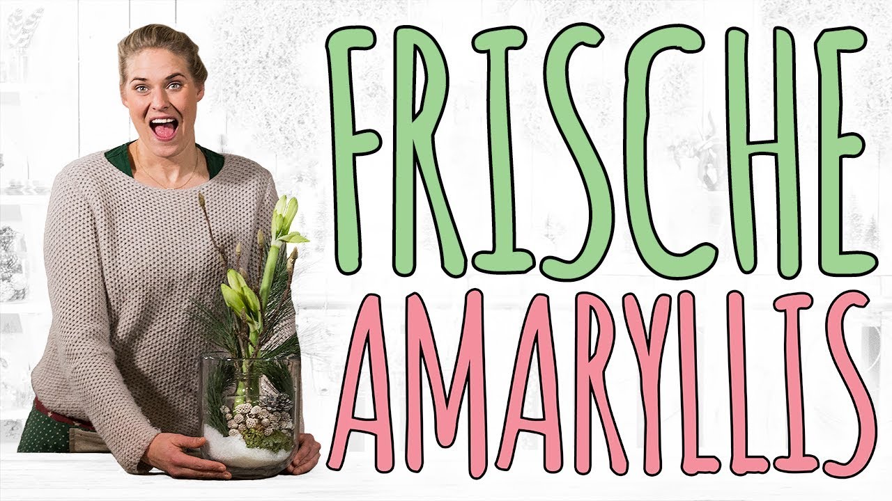 FRISCHE AMARYLLIS - EINFACH SCHÖN IN SZENE SETZEN - DIY