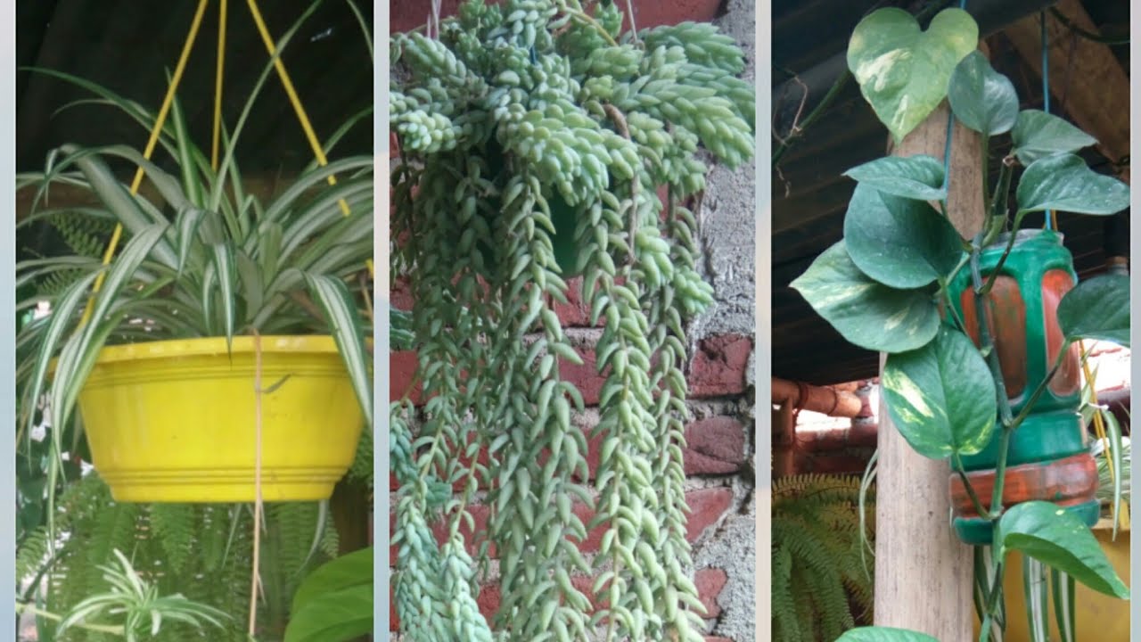 My hanging planters💚💚