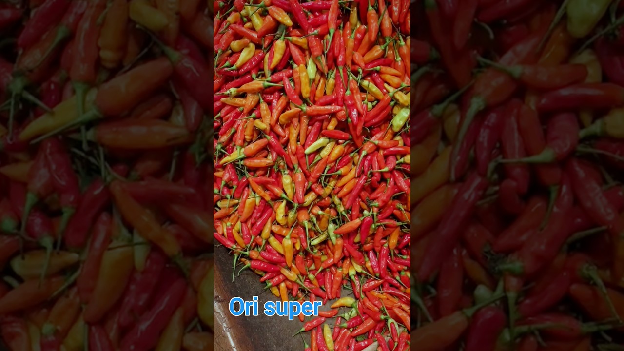 perbedaan harga cabe ori dan lokal prentul