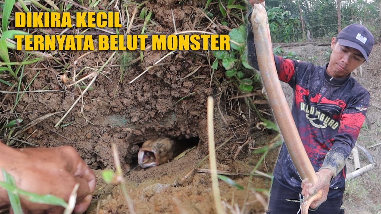 TERKEJUT !! DIKIRA KECIL TERNYATA BELUT MONSTER