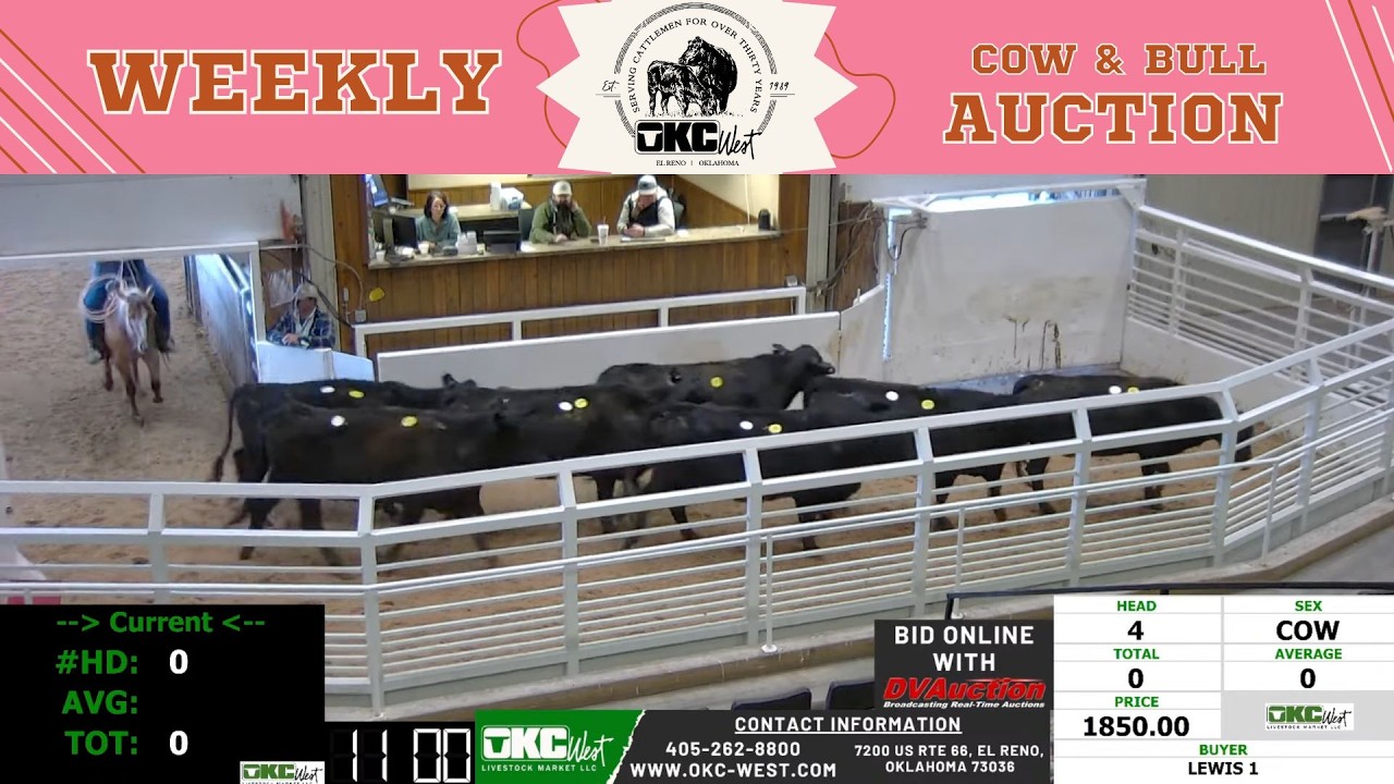 Southern Plains Cow Trade LIVE | OKC West Livestock Market in El Reno | Feb 9, 2026