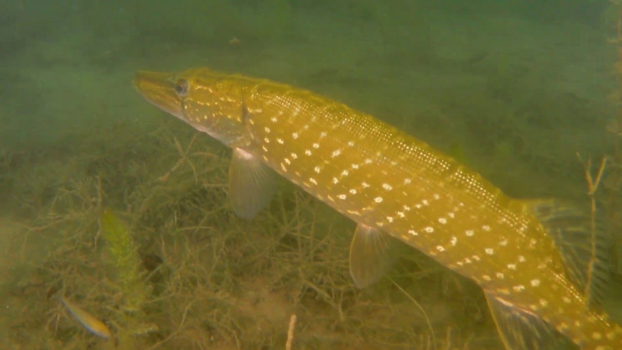 Tauchgang im Fühlinger See mit Aal und Hecht