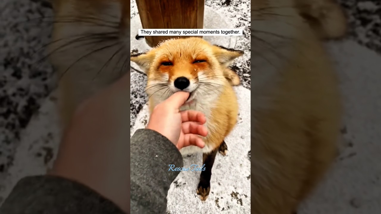 The girl rescue a baby Fox ❣️🦊 #fox #animals #animalrescue #pets #wildlife #wildliferescue #rescue