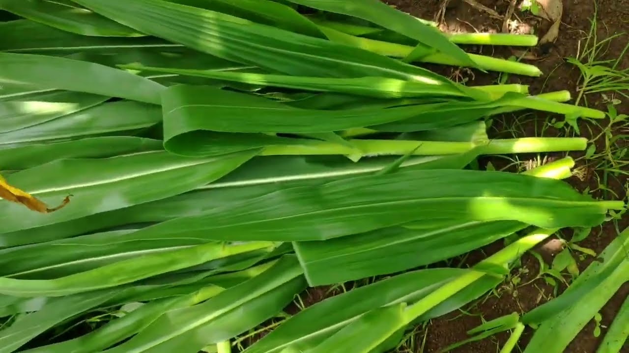 kawin silang bibit jagung hibrida serta hasilnya