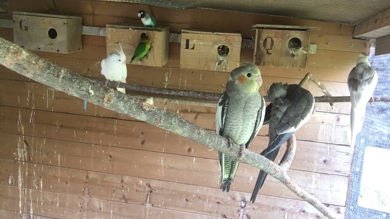 Chants de perruches (Birds songs)