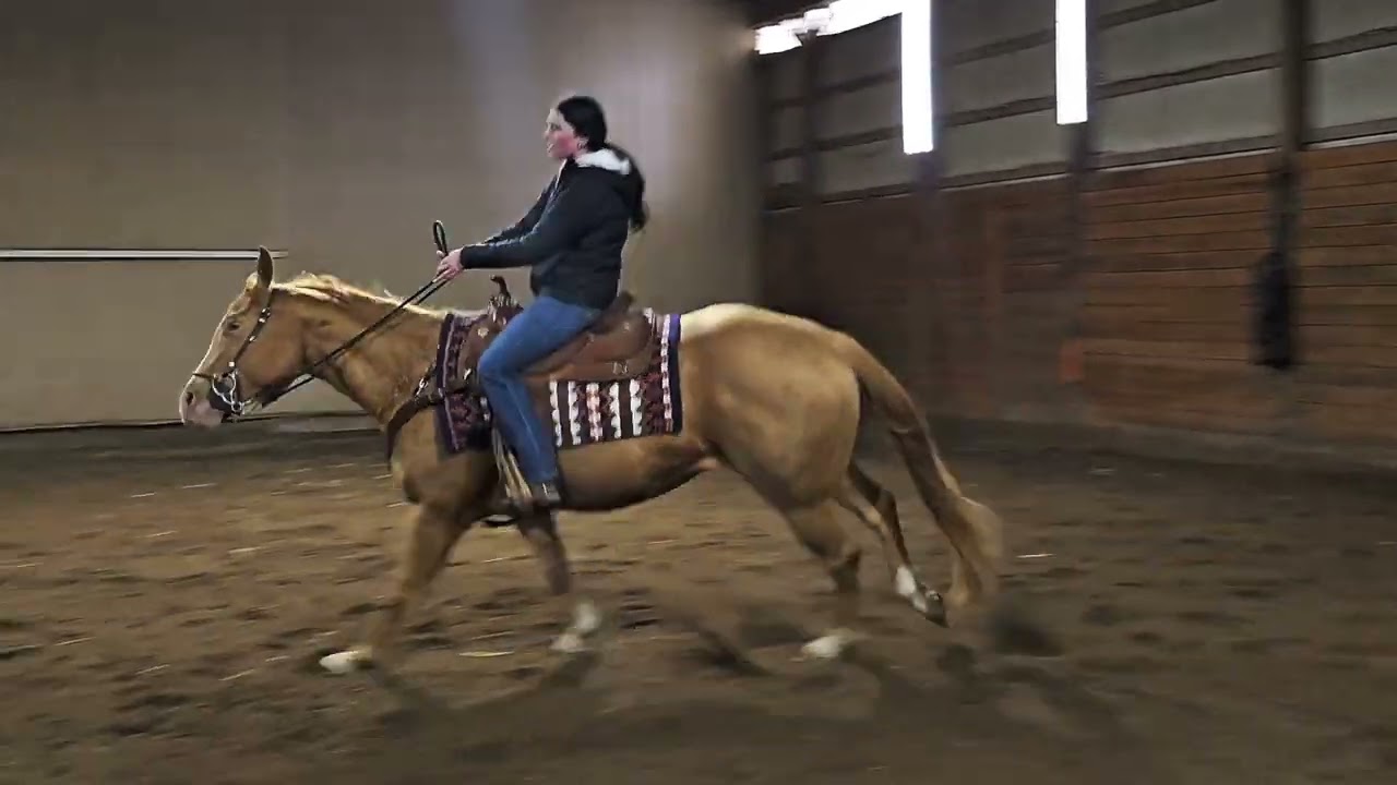 HELLBENT. 2022 AQHA gelding 15.1h