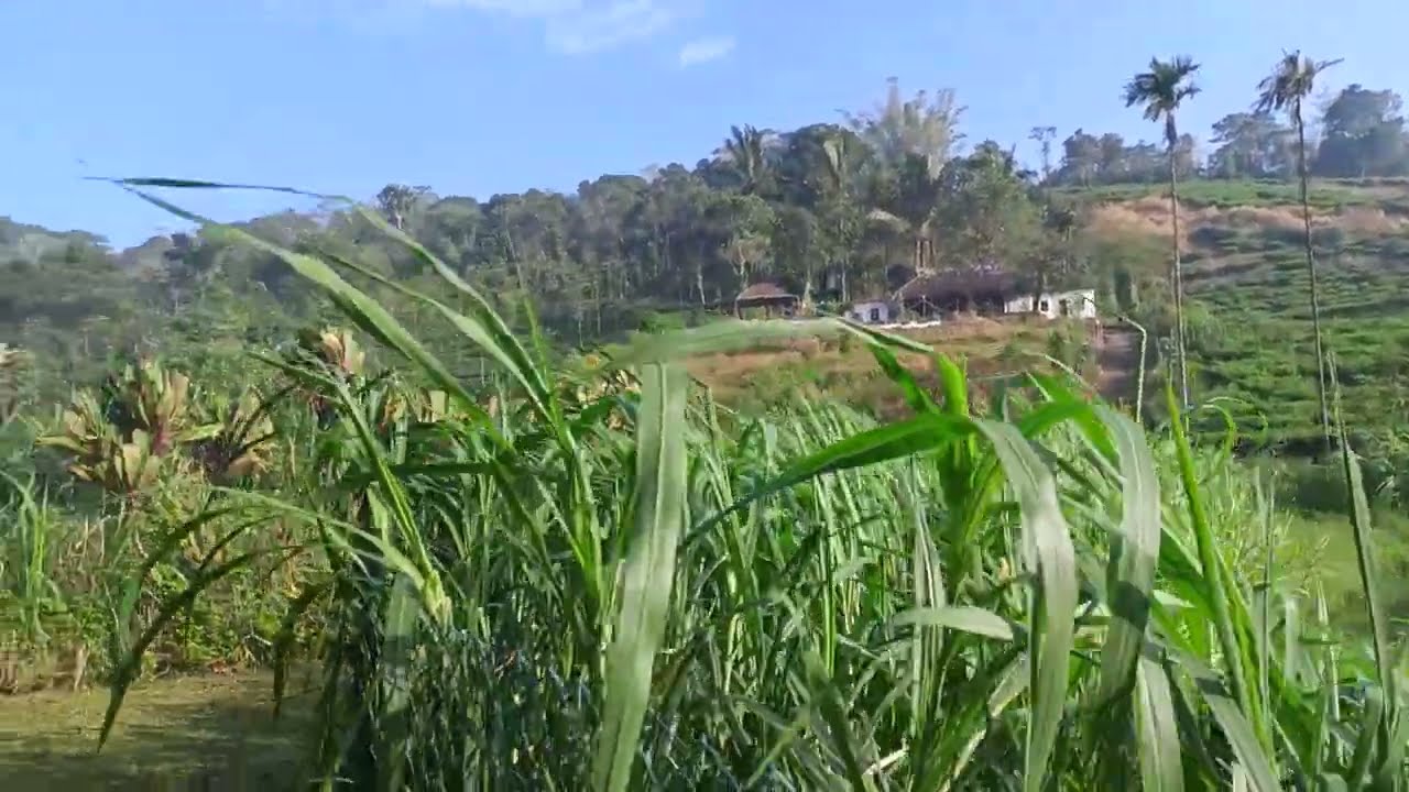 Greenberg Resort ,Kulamavu