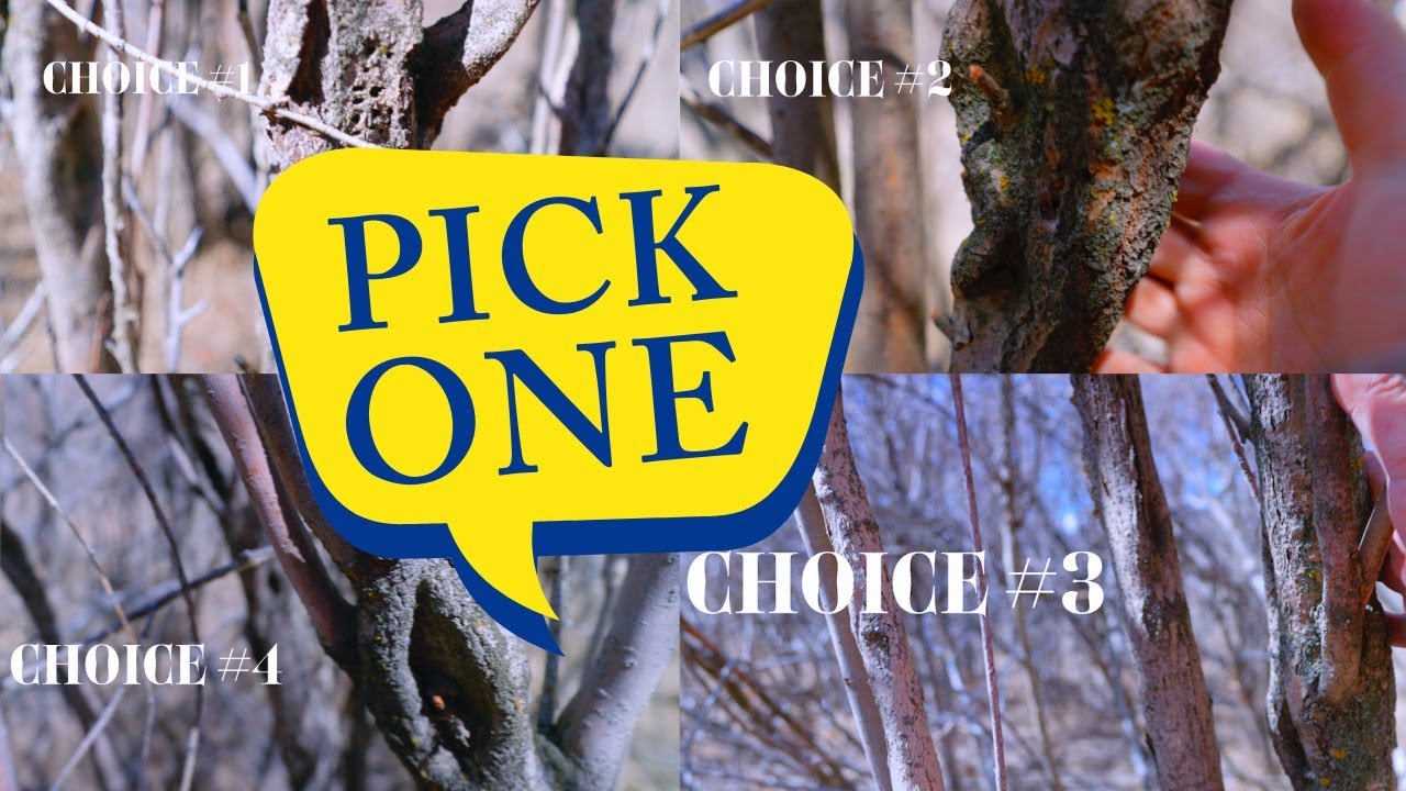 How to choose the BEST Diamond Willow walking stick FOR CARVING