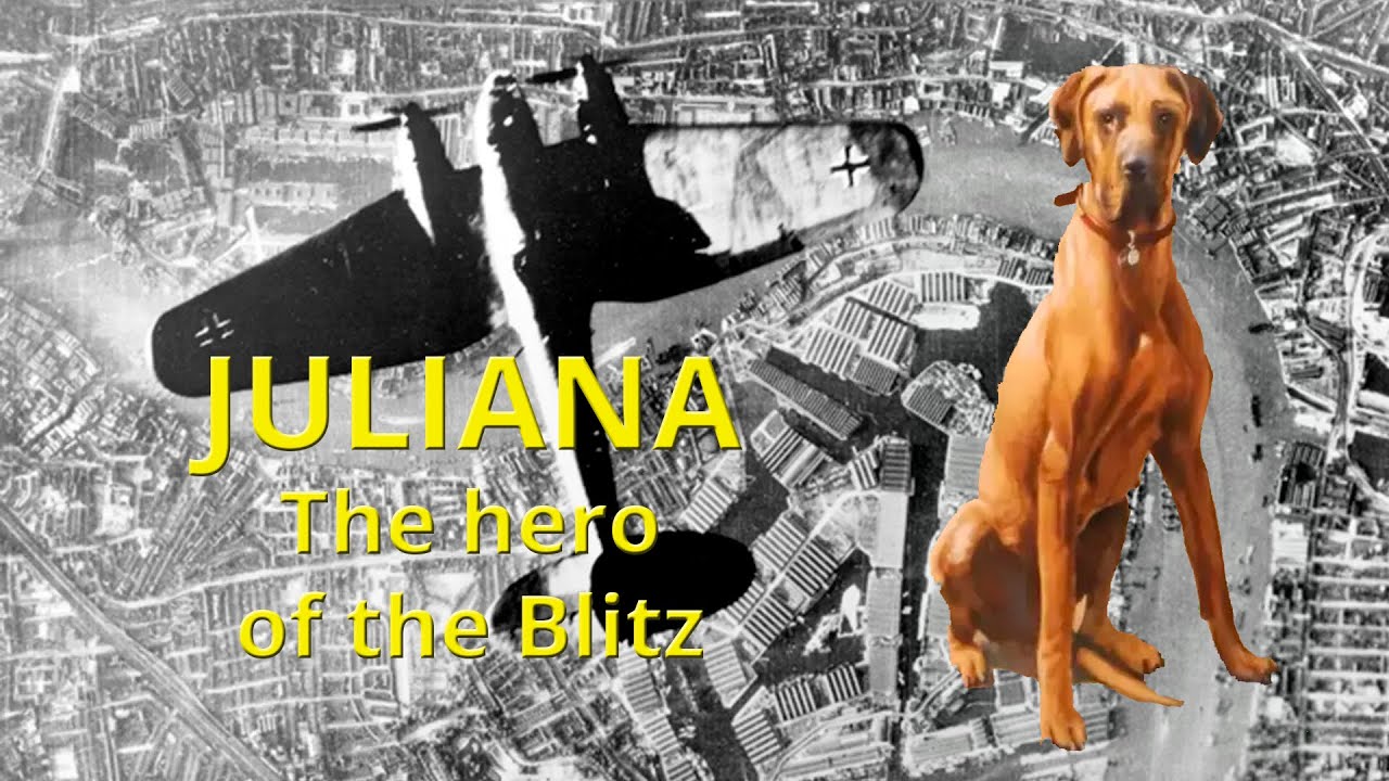 Juliana, the hero dog of the Blitz