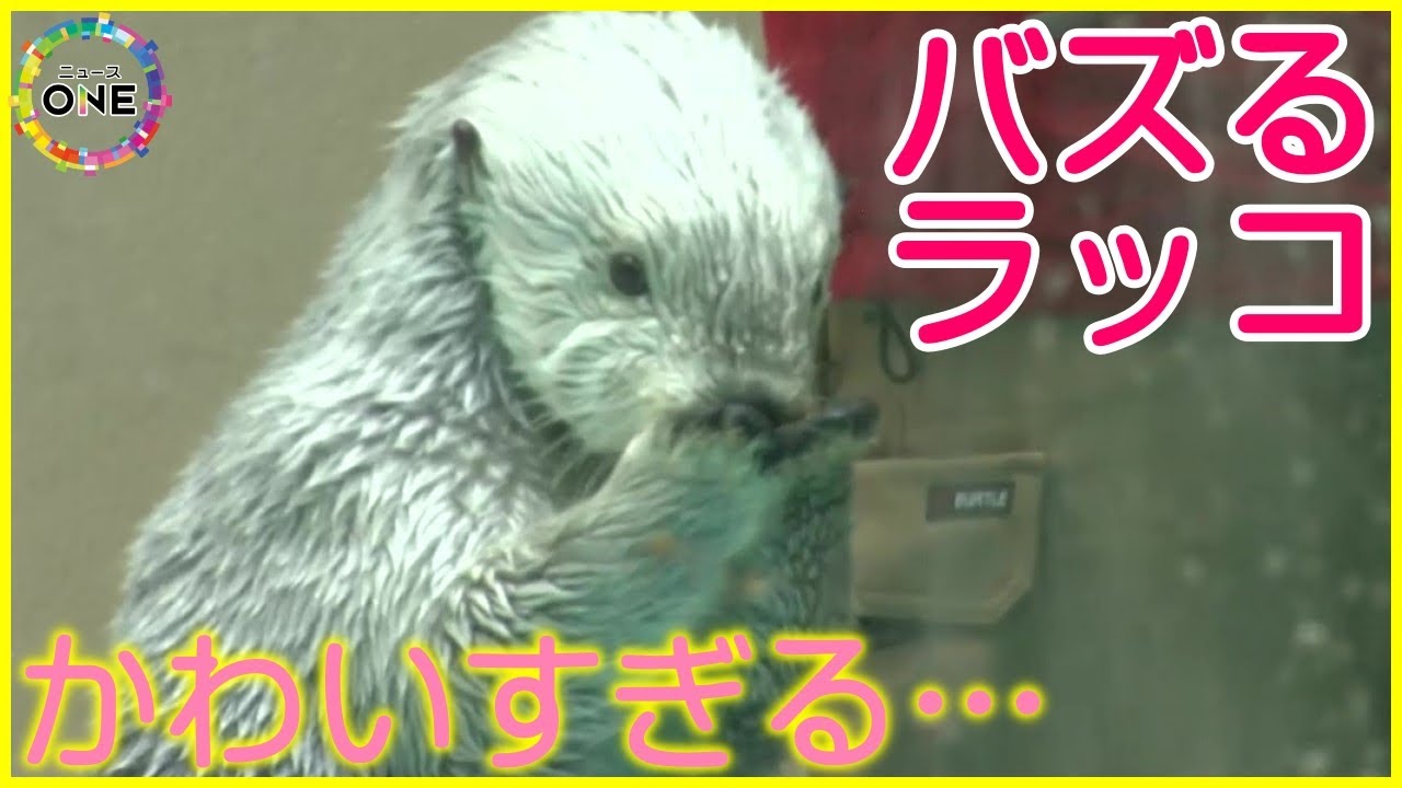きっと水族館で見たくなる…大人気ラッコ「メイちゃん」のめっちゃ可愛すぎる8分30秒 得意技を次々披露