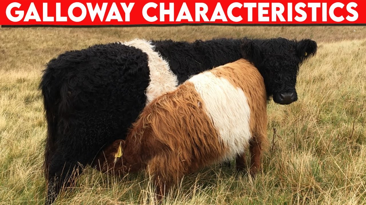 ⭕ Cattle Breeds Galloway Characteristics ✅  Cattle Galloway  // Bulls