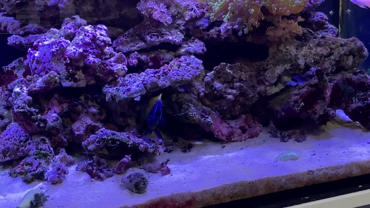 ブリードイナズマヤッコ、混泳準備開始